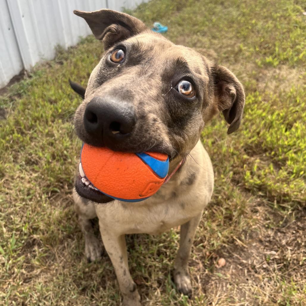 Enlarge Graham Cracker, a Adoptable mixed breed in Pekin, IL image 5/6