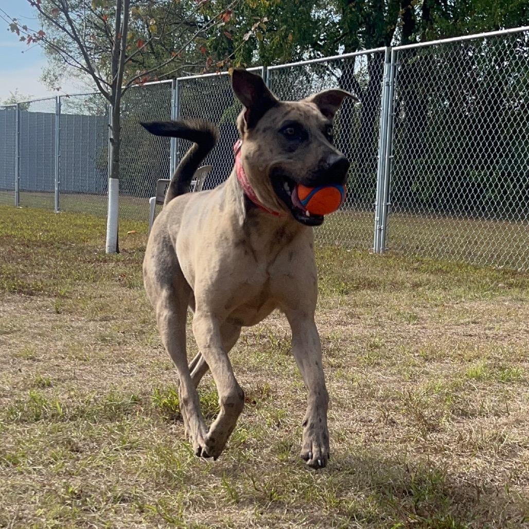 Enlarge Graham Cracker, a Adoptable mixed breed in Pekin, IL image 6/6