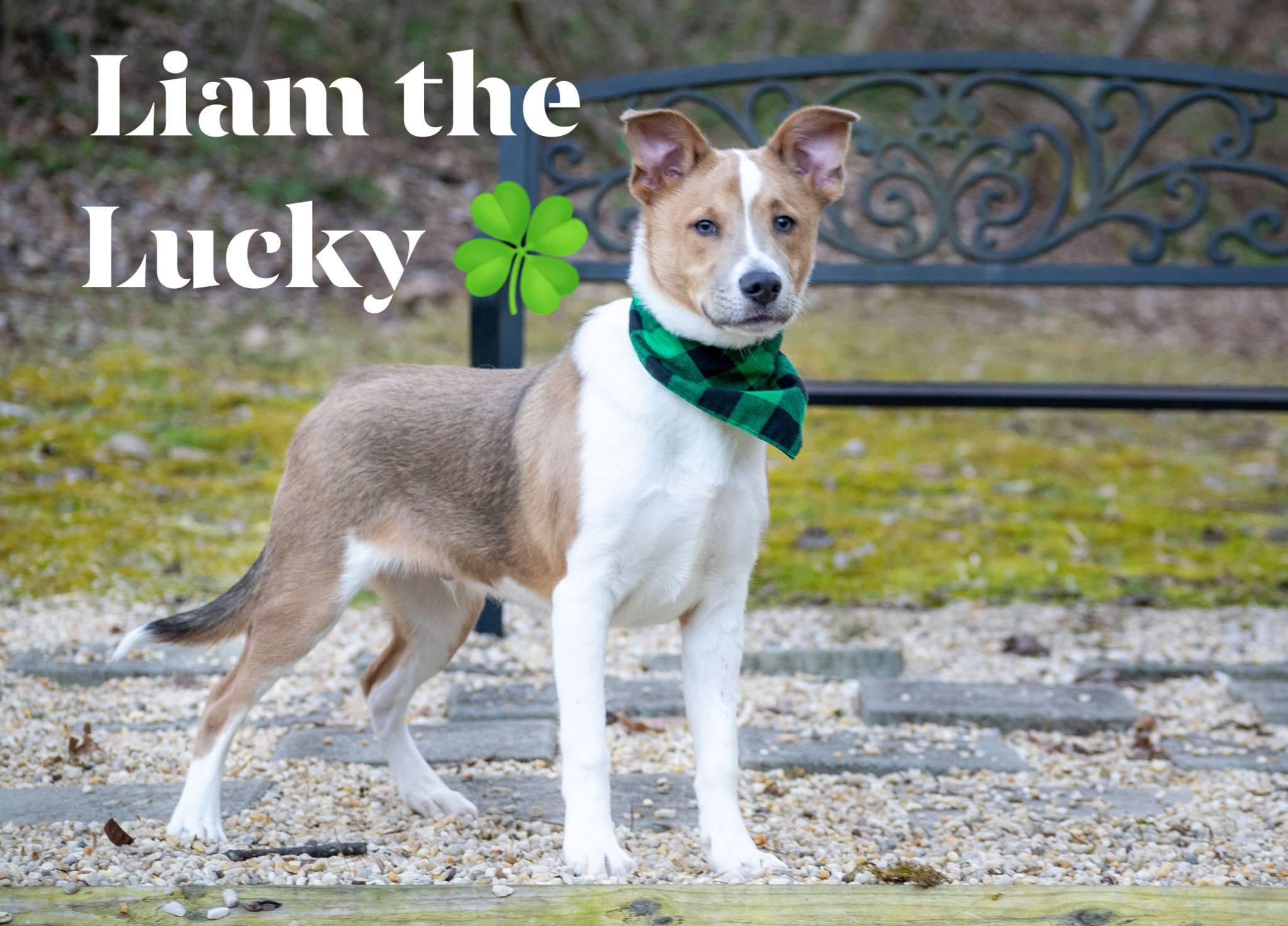 Liam the Lucky, ADOPTABLE, Young Male Border Collie.