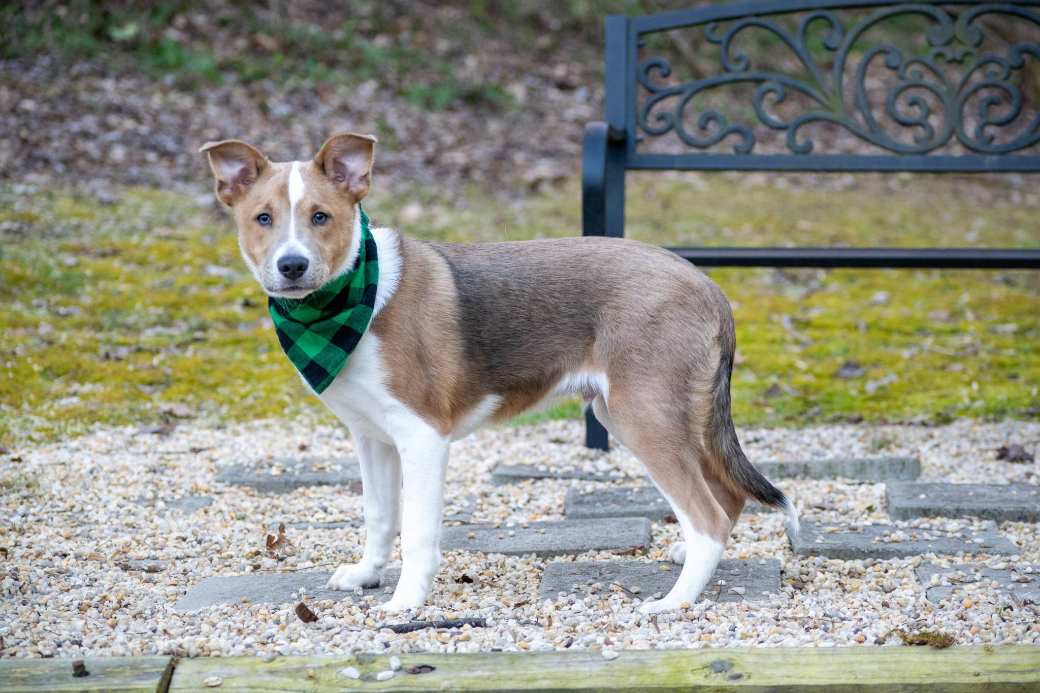 Enlarge Liam the Lucky, a ADOPTABLE Border Collie in Sevierville, TN image 4/5