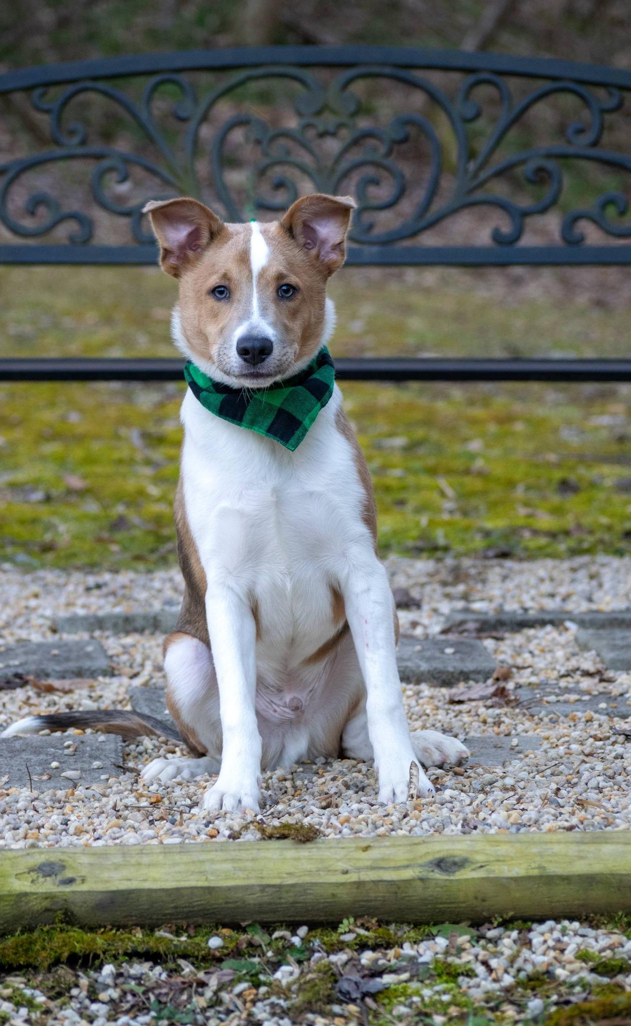 Enlarge Liam the Lucky, a ADOPTABLE Border Collie in Sevierville, TN image 3/5