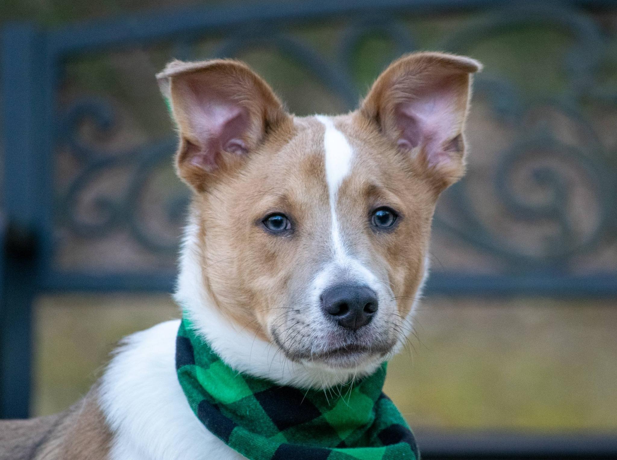 Enlarge Liam the Lucky, a ADOPTABLE Border Collie in Sevierville, TN image 5/5