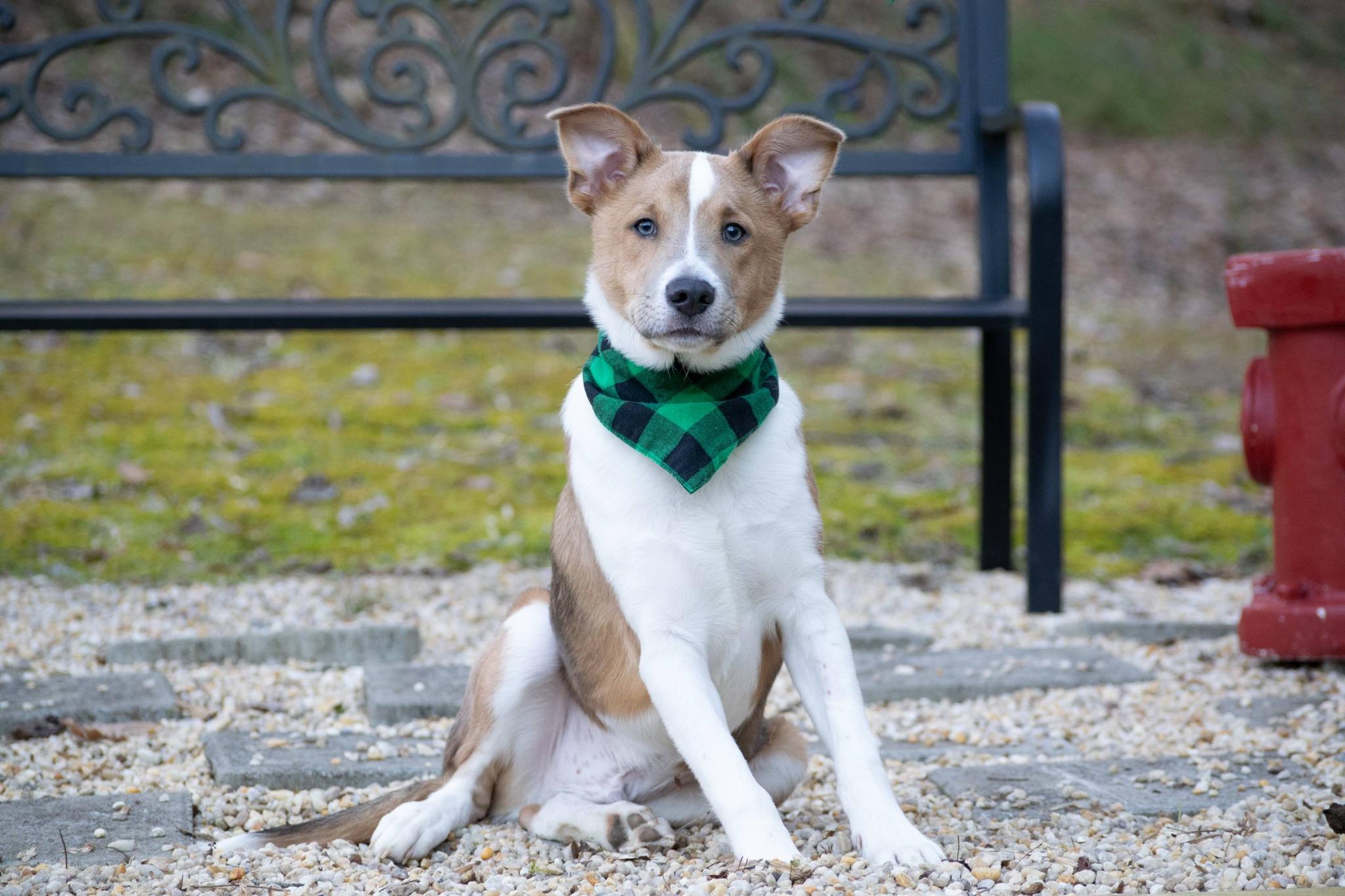 Enlarge Liam the Lucky, a ADOPTABLE Border Collie in Sevierville, TN image 2/5