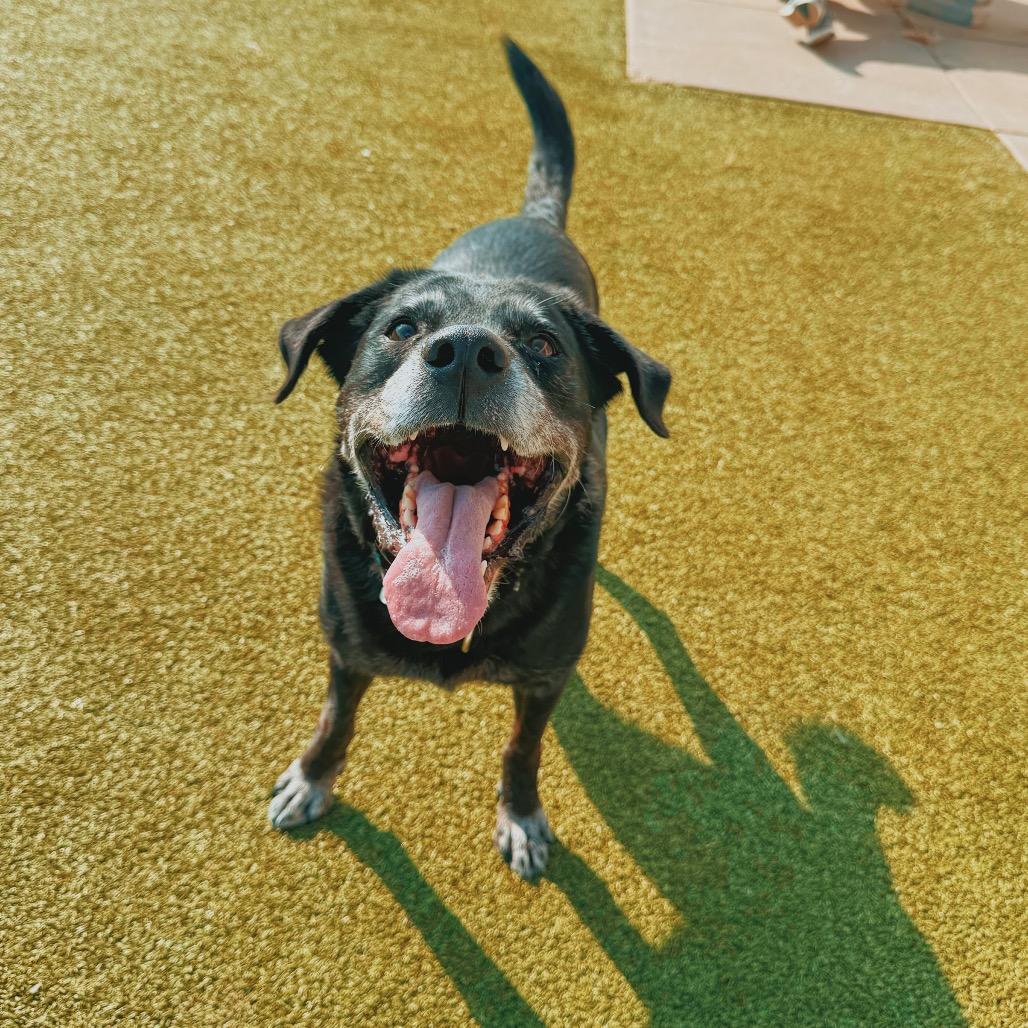 Enlarge Krispy, a Adoptable mixed breed in Hays, KS image 2/5