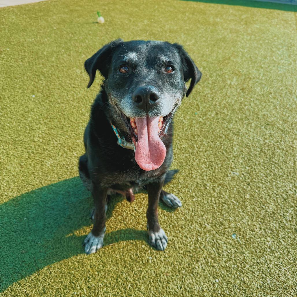 Krispy, Adoptable, Senior Male Black Labrador Retriever.