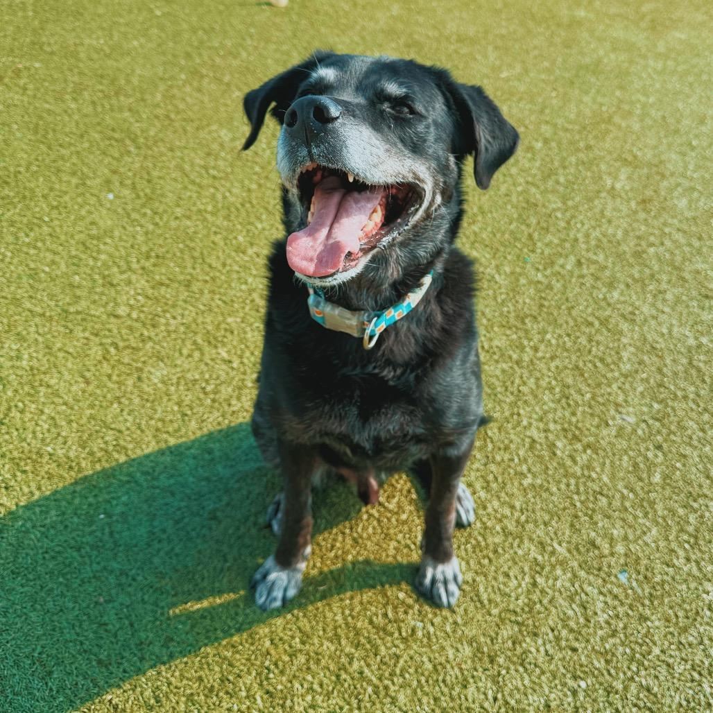 Enlarge Krispy, a Adoptable mixed breed in Hays, KS image 3/5