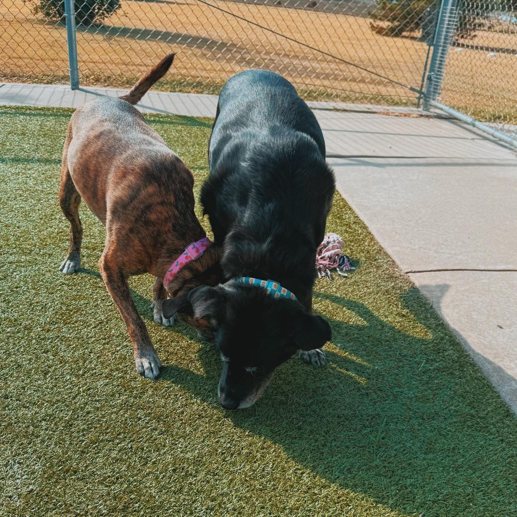 Enlarge Krispy, a Adoptable mixed breed in Hays, KS image 5/5