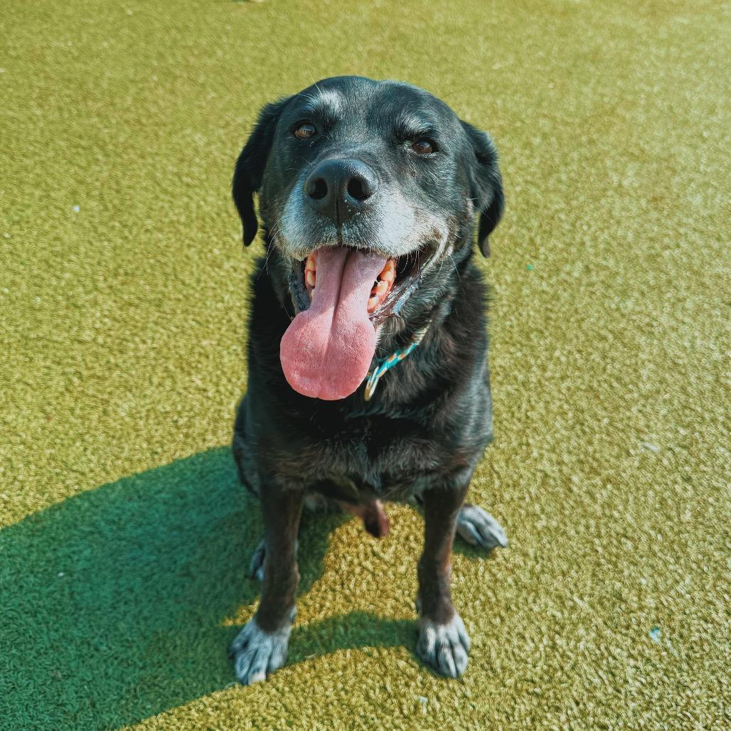 Enlarge Krispy, a Adoptable mixed breed in Hays, KS image 4/5