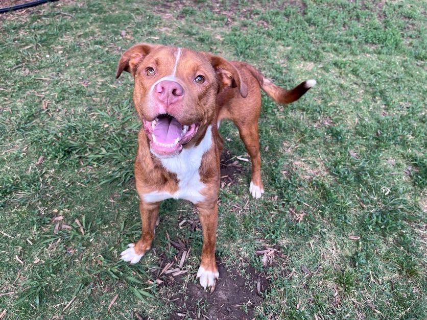 Rosco* A216822, a ADOPTABLE mixed breed in Plano, TX image 3/6