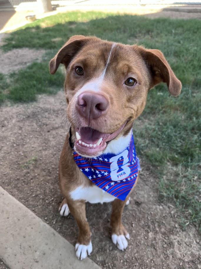 Rosco* A216822, a ADOPTABLE mixed breed in Plano, TX image 1/6