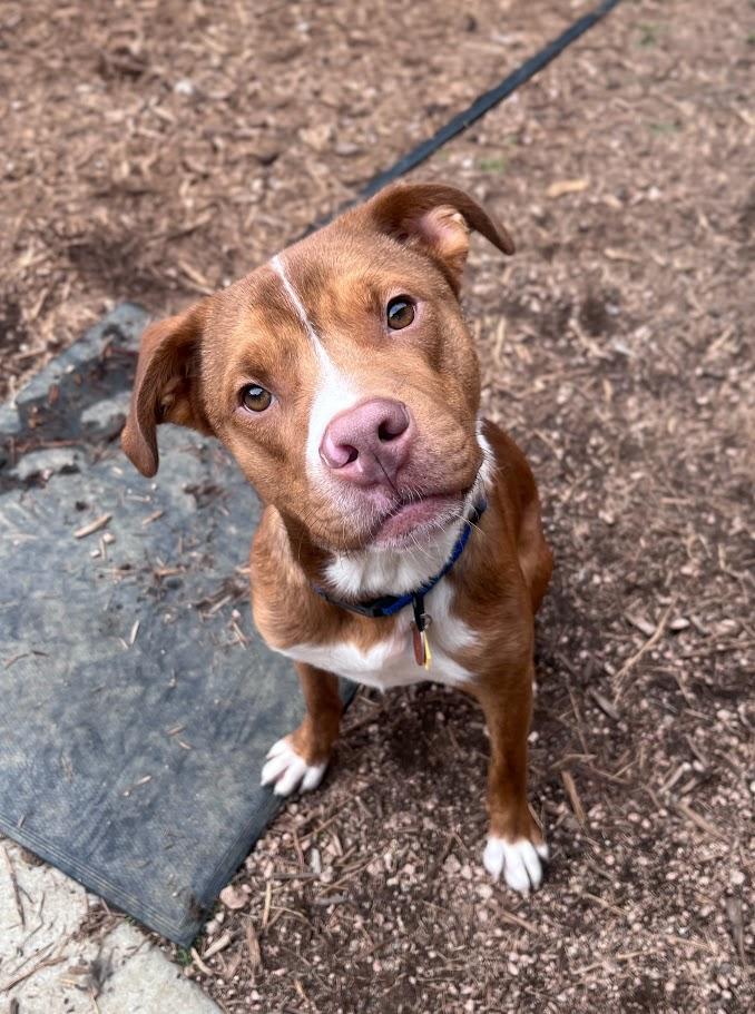Rosco* A216822, a ADOPTABLE mixed breed in Plano, TX image 4/6