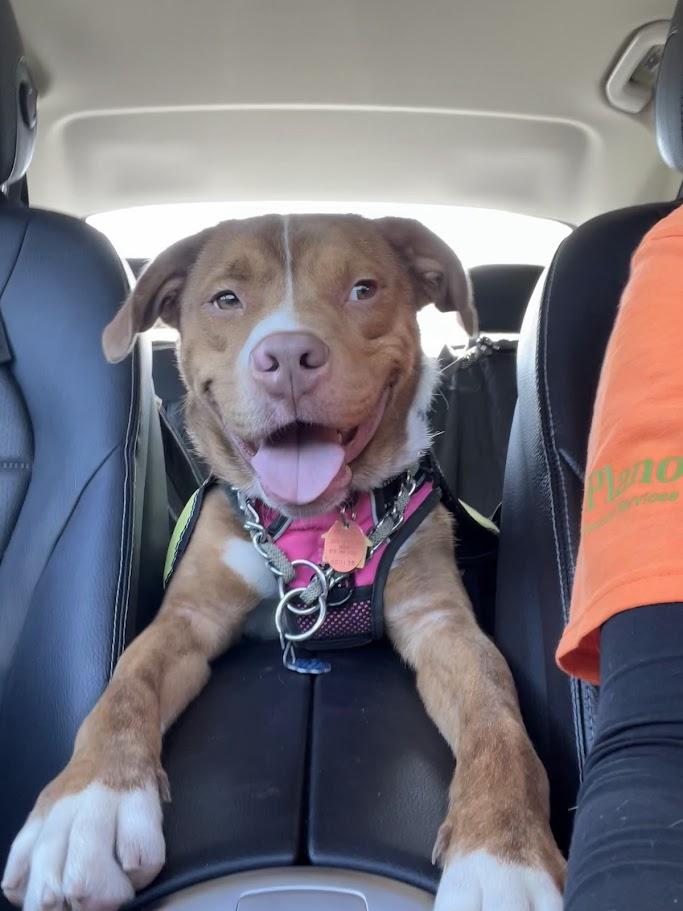 Rosco* A216822, ADOPTABLE, Adult Male Pit Bull Terrier.