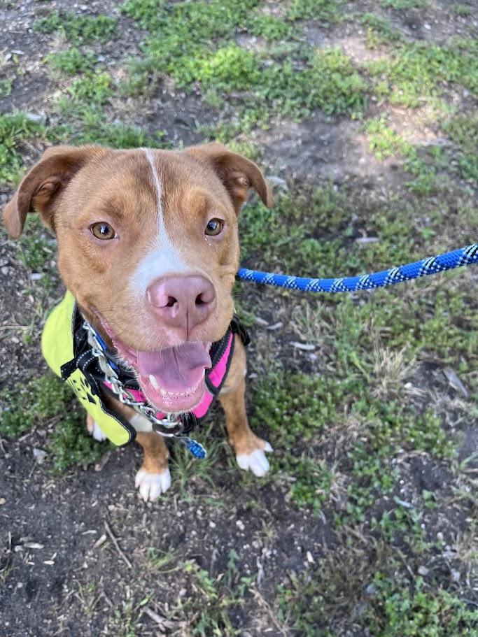Rosco* A216822, a ADOPTABLE mixed breed in Plano, TX image 5/6