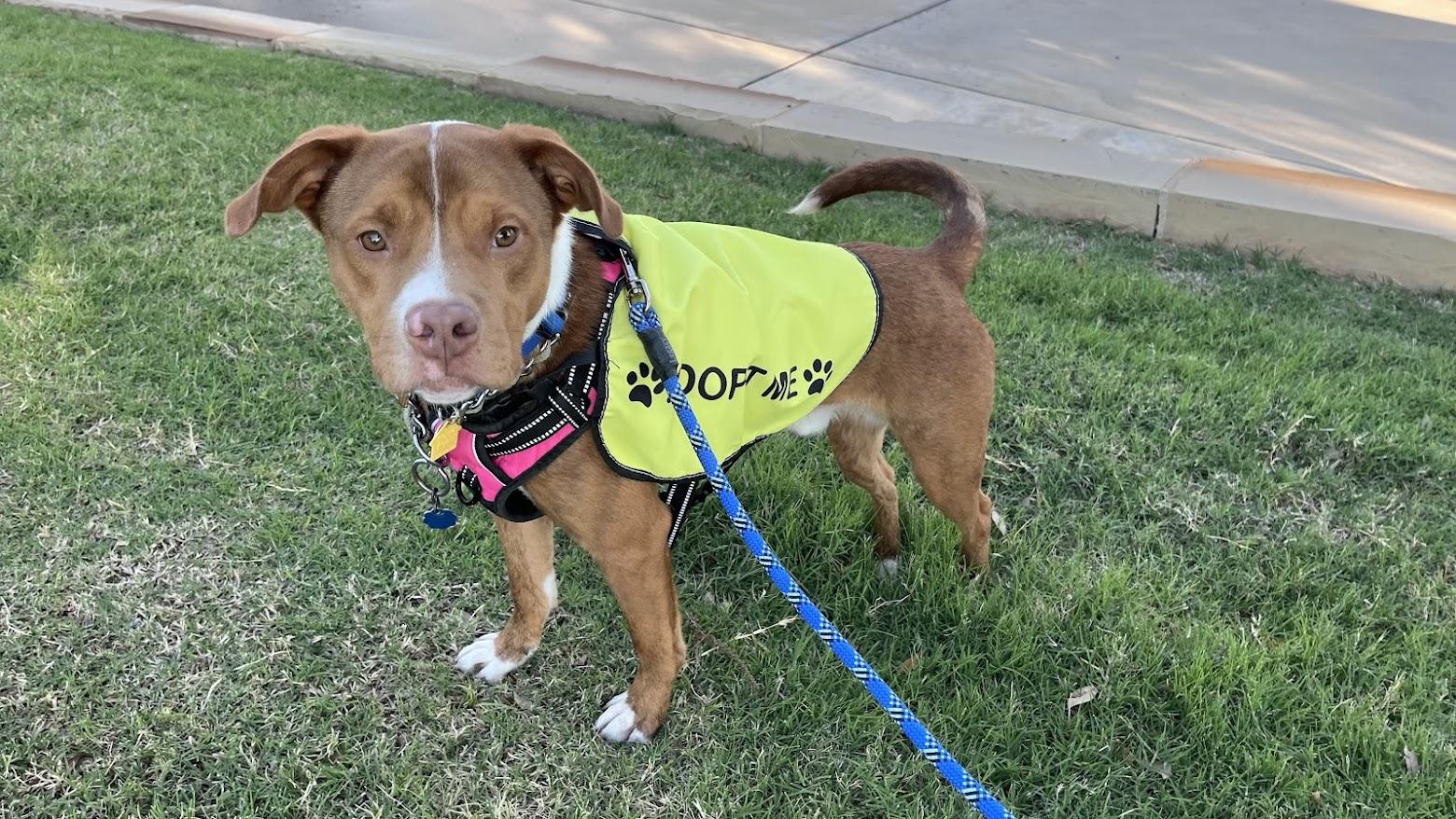 Rosco* A216822, a ADOPTABLE mixed breed in Plano, TX image 6/6