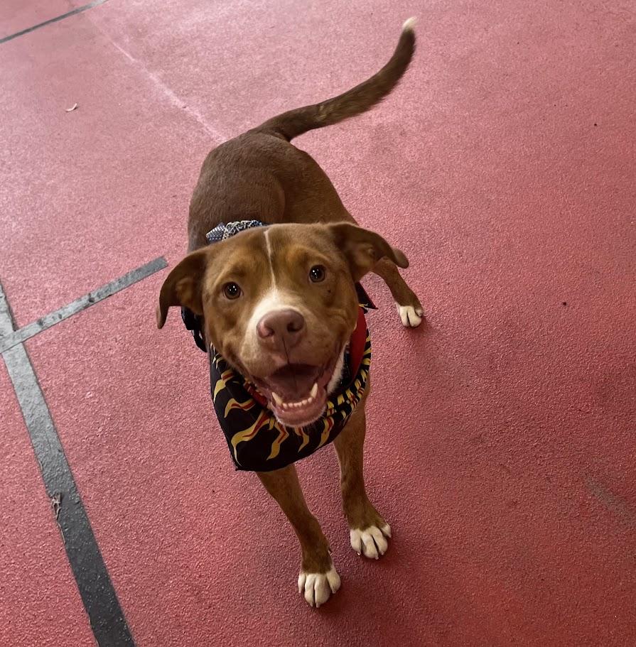 Rosco* A216822, a ADOPTABLE mixed breed in Plano, TX image 2/6