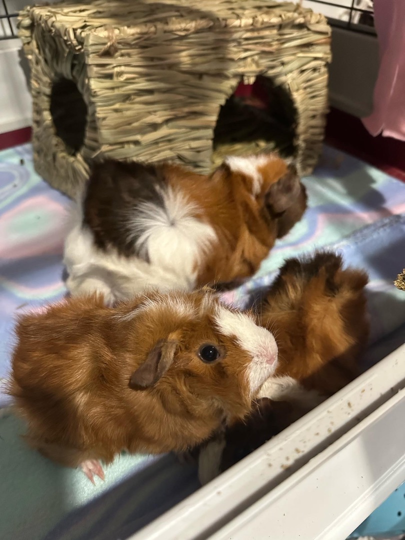 Spyce and Everything Nyce, a Adopted Rex in Irvine, CA image 1/10