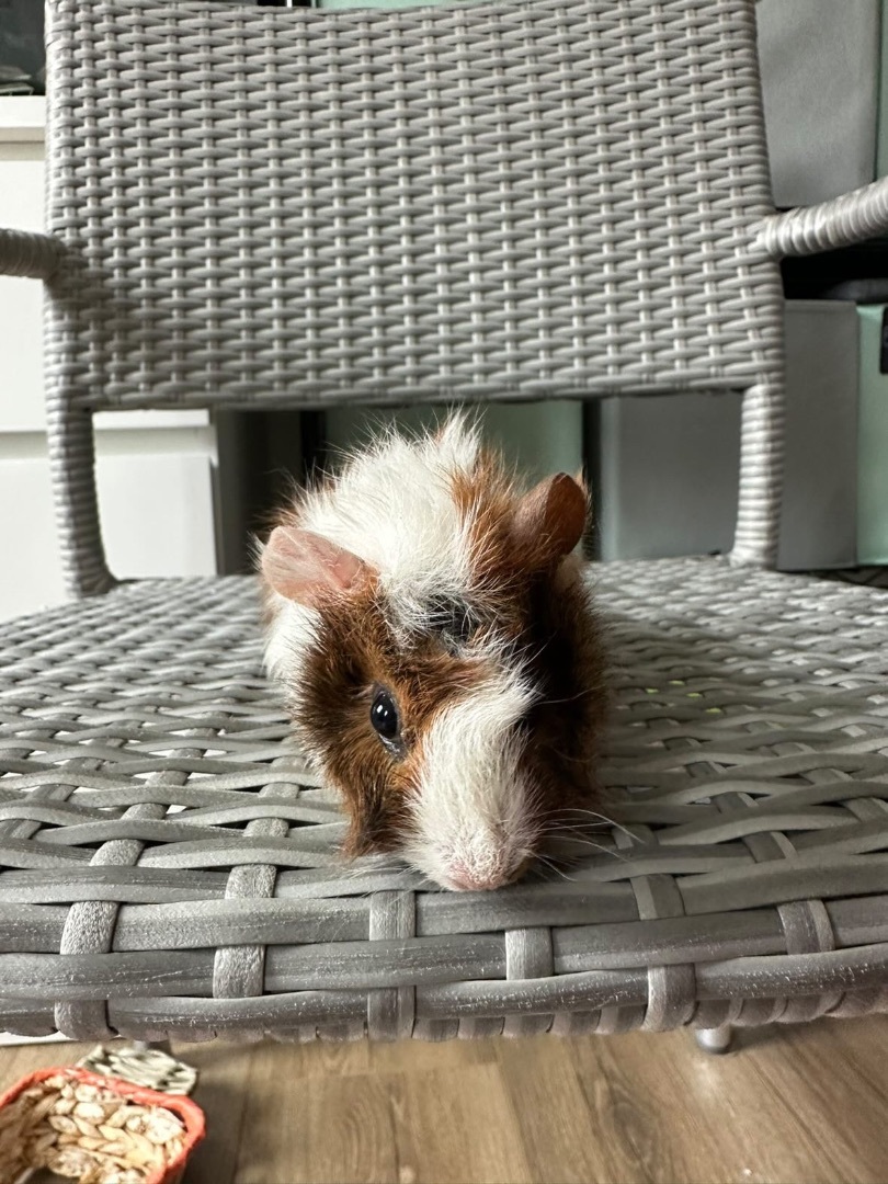 Spyce and Everything Nyce, a Adopted Rex in Irvine, CA image 2/10