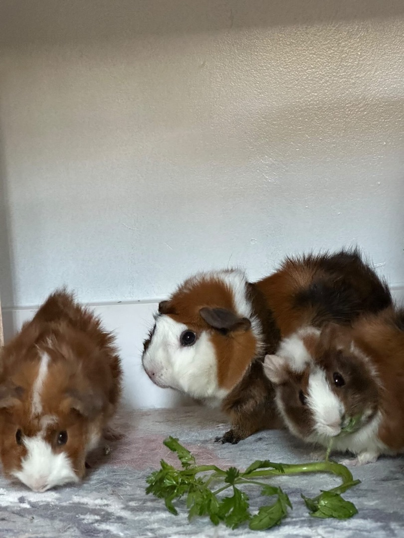 Spyce and Everything Nyce, a Adopted Rex in Irvine, CA image 3/10