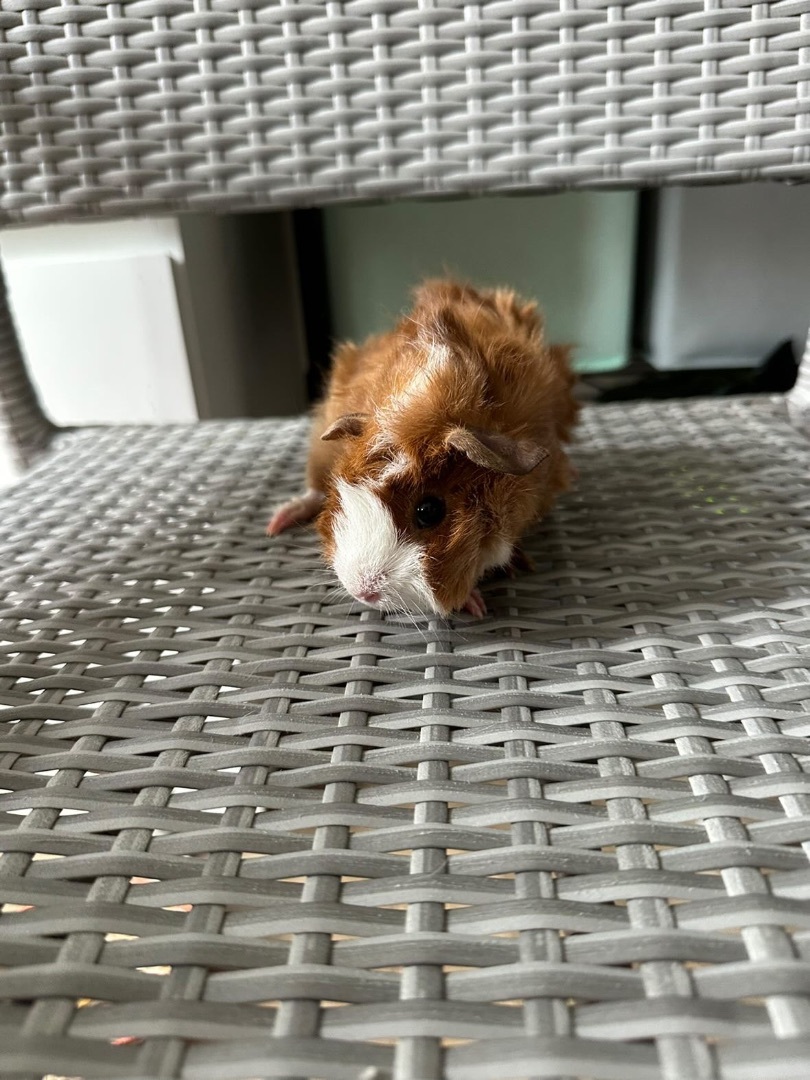 Spyce and Everything Nyce, a Adopted Rex in Irvine, CA image 4/10