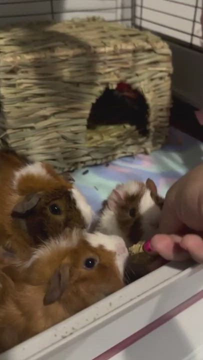 Enlarge Spyce and Everything Nyce, a Adopted Rex in Irvine, CA video 10/10