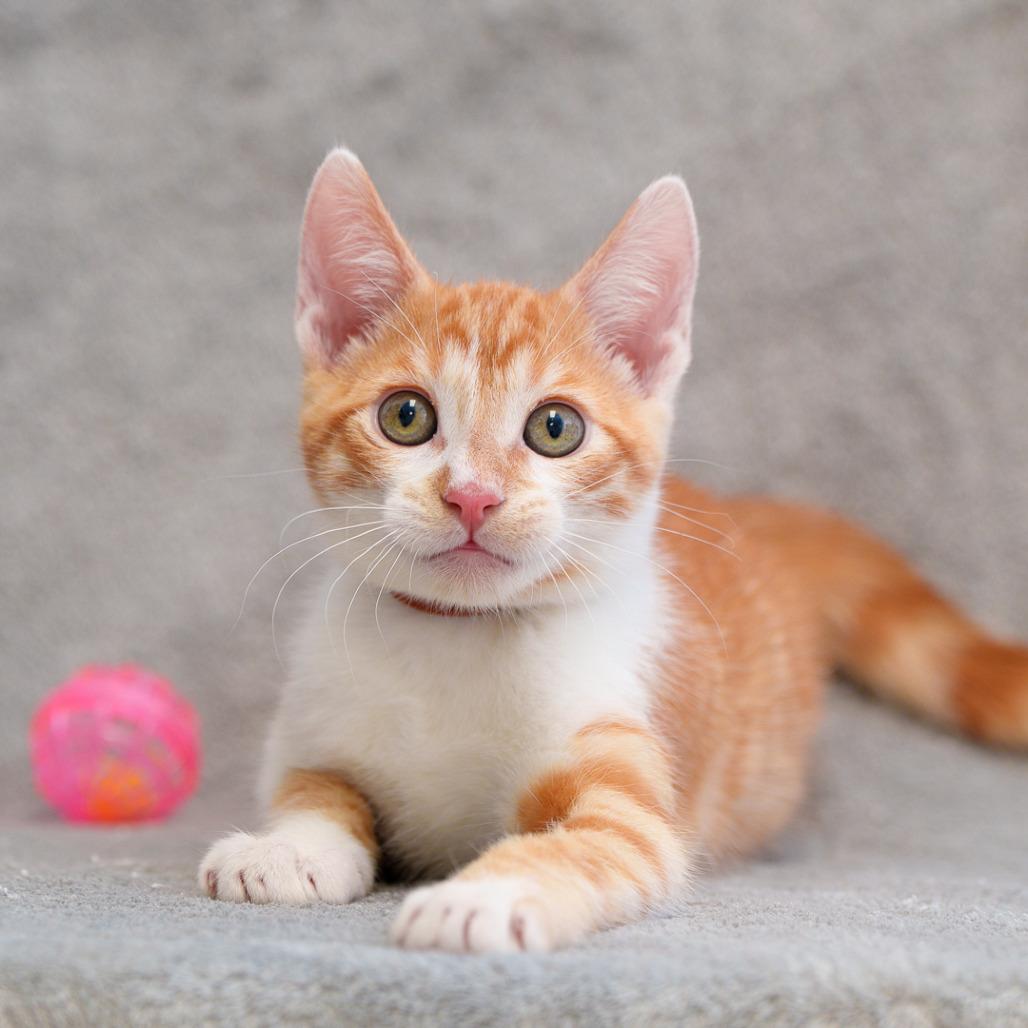 Mandarin, Adoptable, Kitten Male Domestic Short Hair.