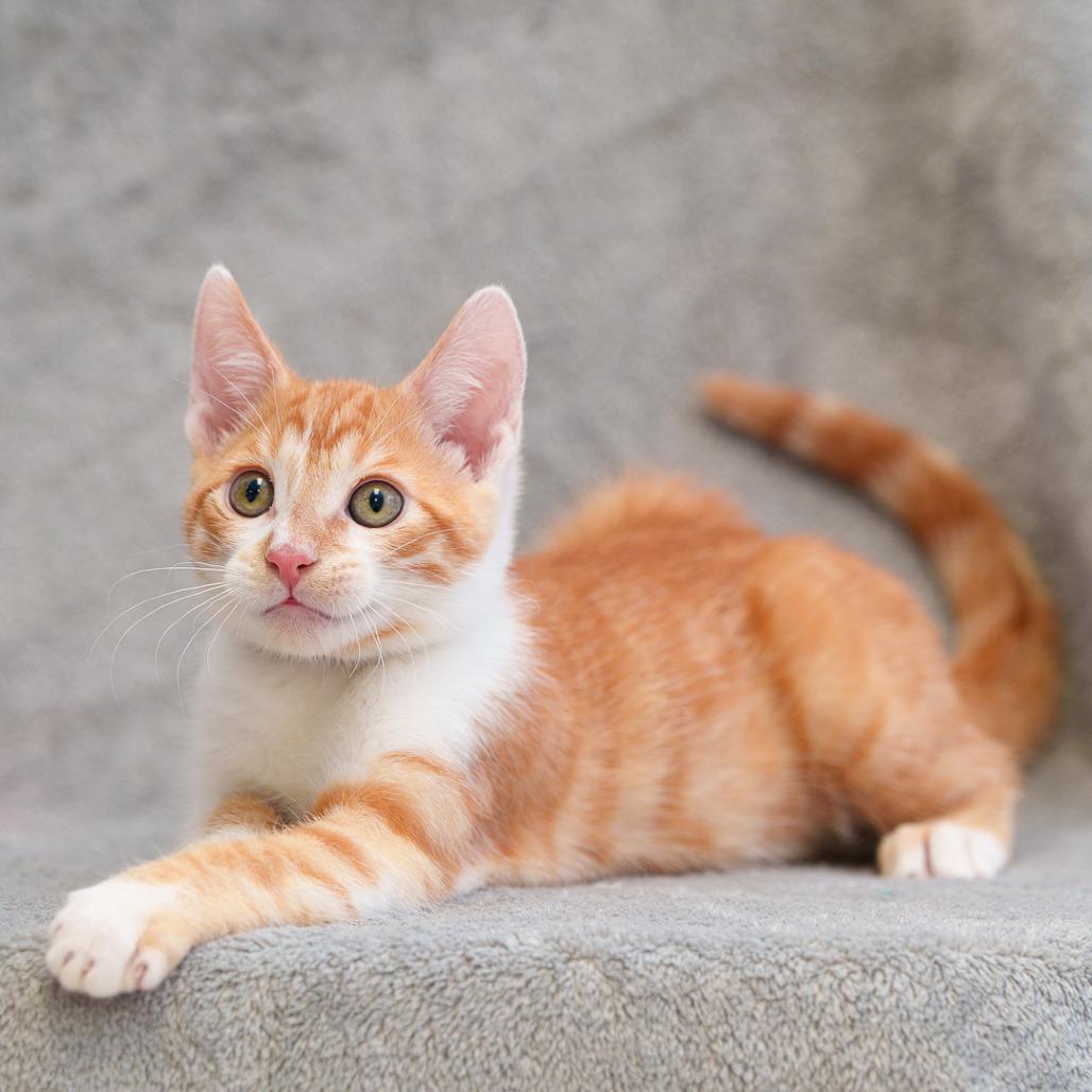 Enlarge Mandarin, a Adoptable Domestic Short Hair in Sunnyvale, CA image 2/3
