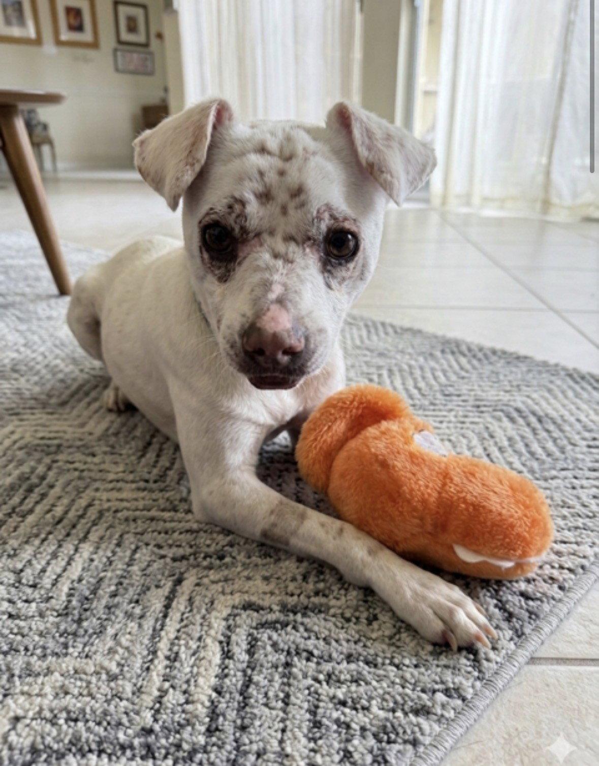 NAVI, Adoptable, Young Male Chihuahua & Terrier.
