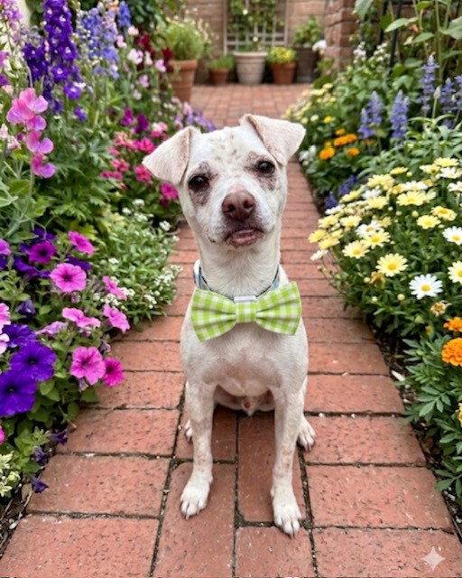 Enlarge NAVI, a Adoptable mixed breed in Katy, TX image 2/3