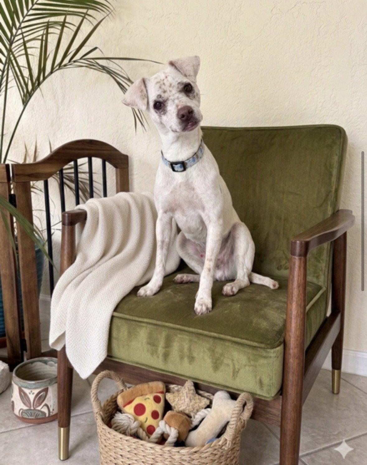 Enlarge NAVI, a Adoptable mixed breed in Katy, TX image 3/3
