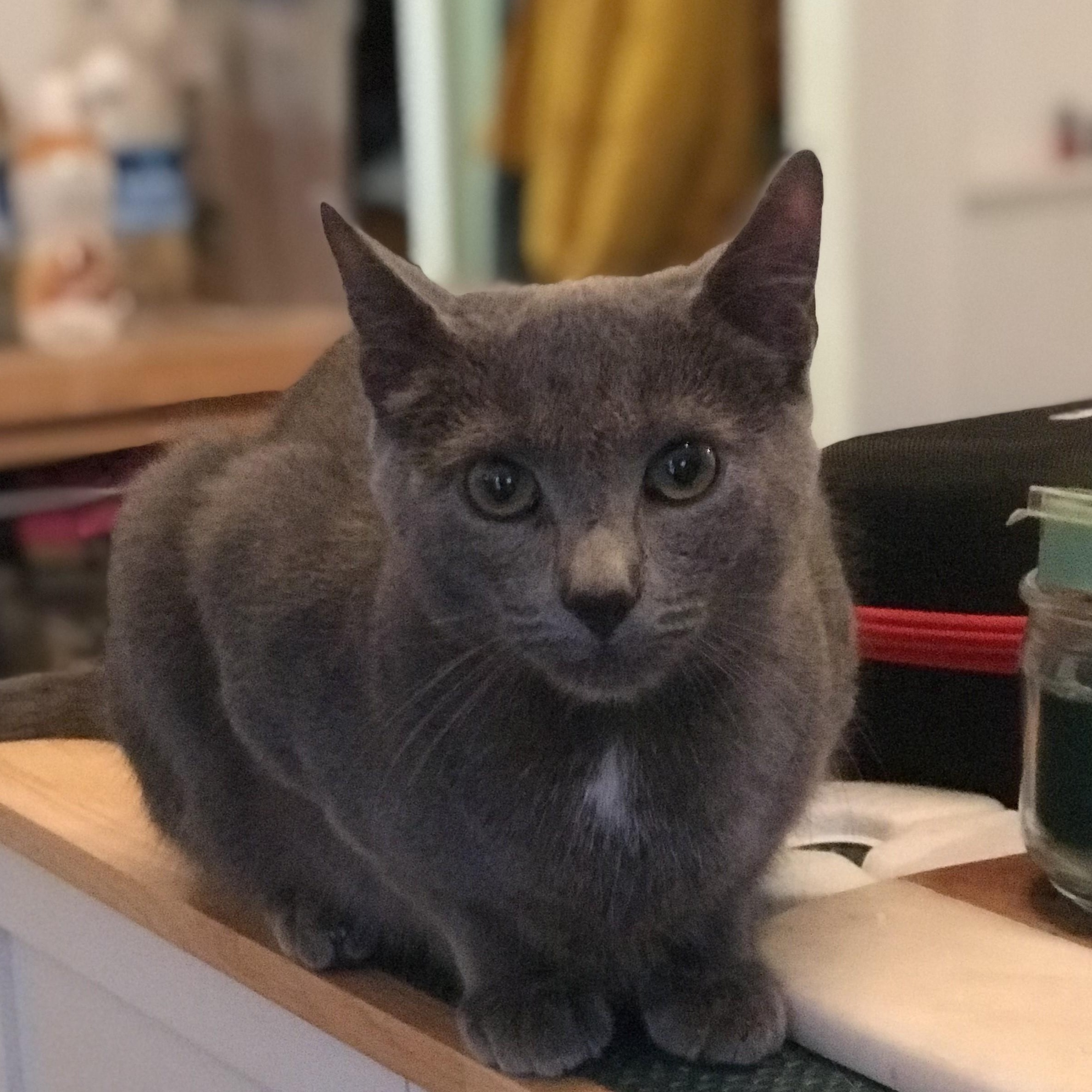 Enlarge Grey, a ADOPTABLE mixed breed in Bennington, VT image 1/1