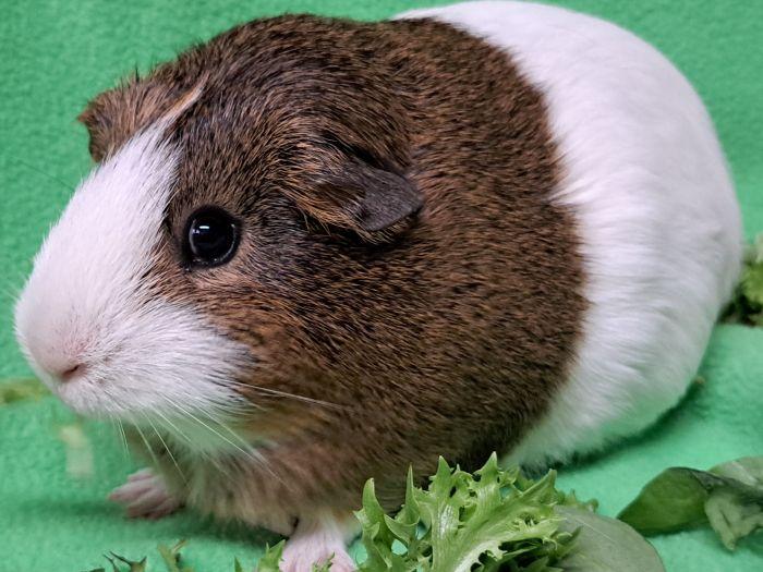 Snickers, a ADOPTABLE Short-Haired in Steger, IL image 4/4