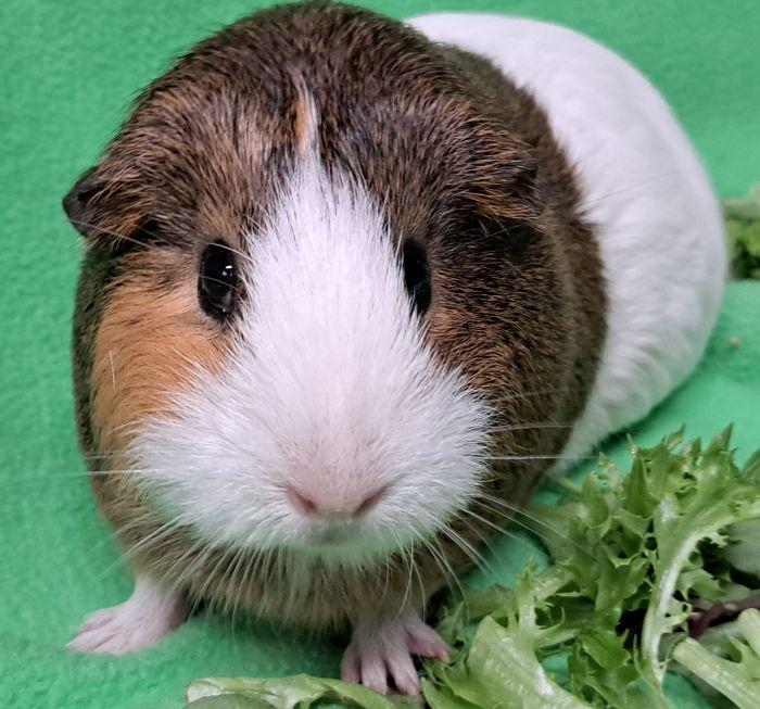 Snickers, a ADOPTABLE Short-Haired in Steger, IL image 3/4