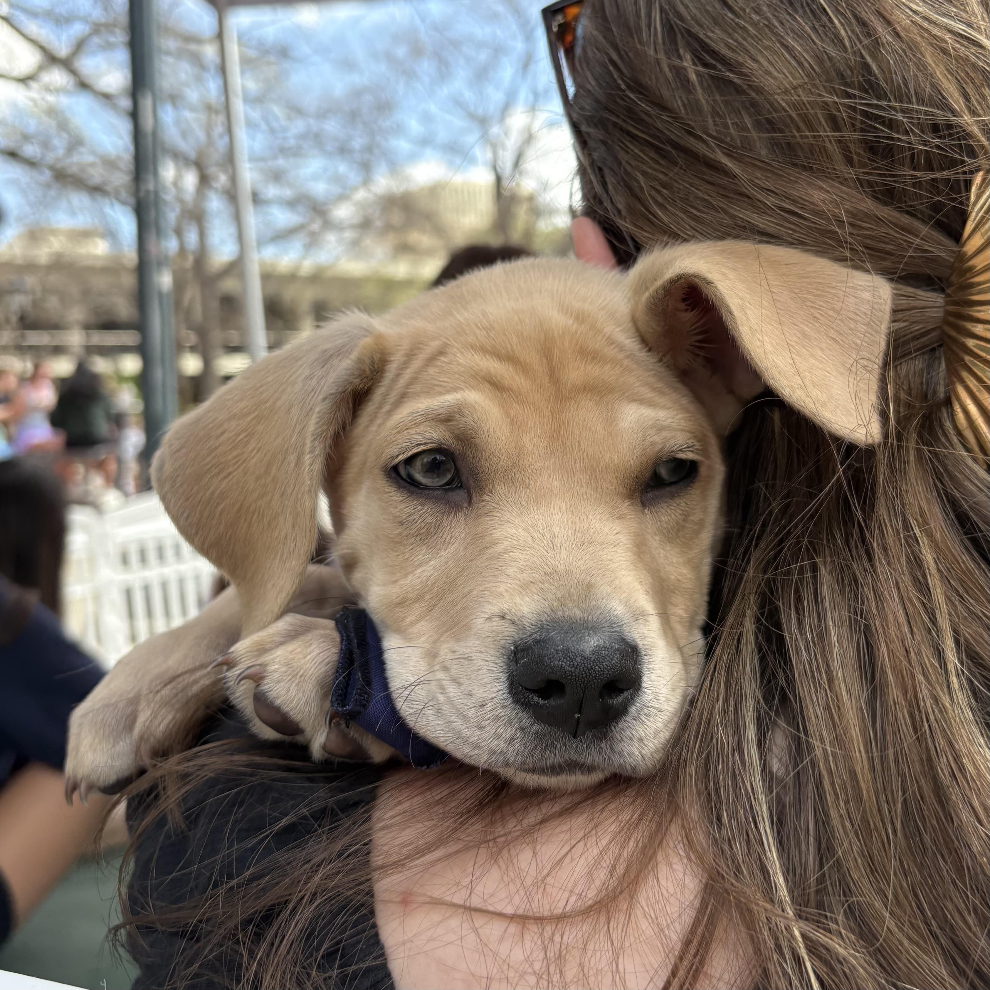 Flatback — thumbnail 4