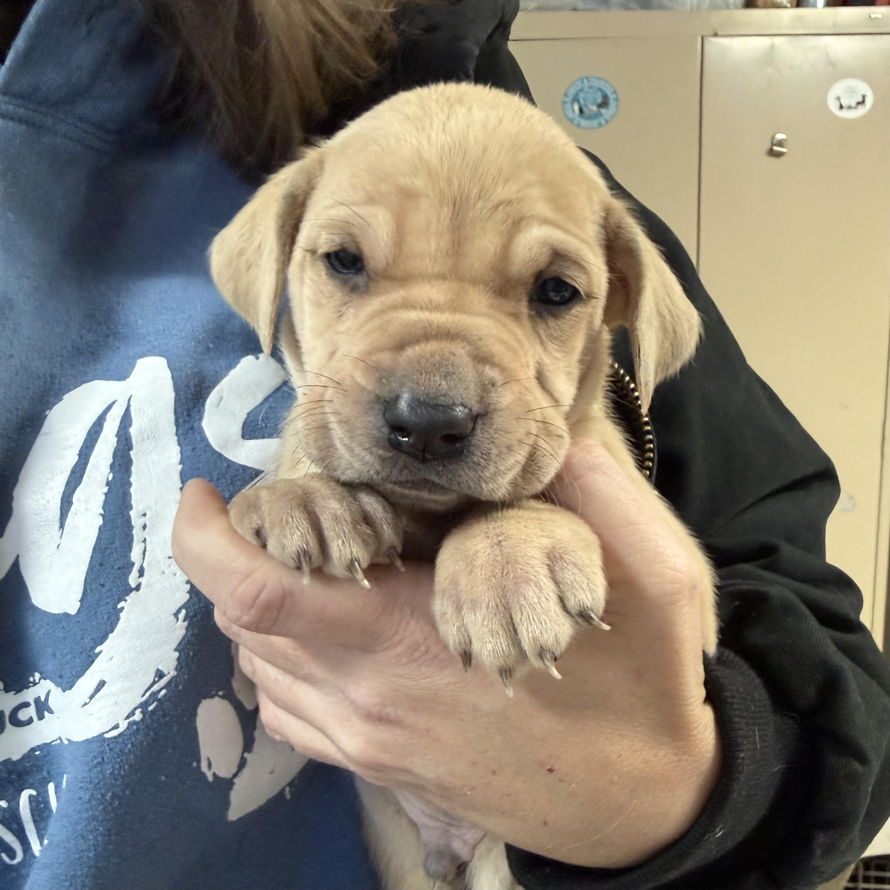 Flatback — thumbnail 6