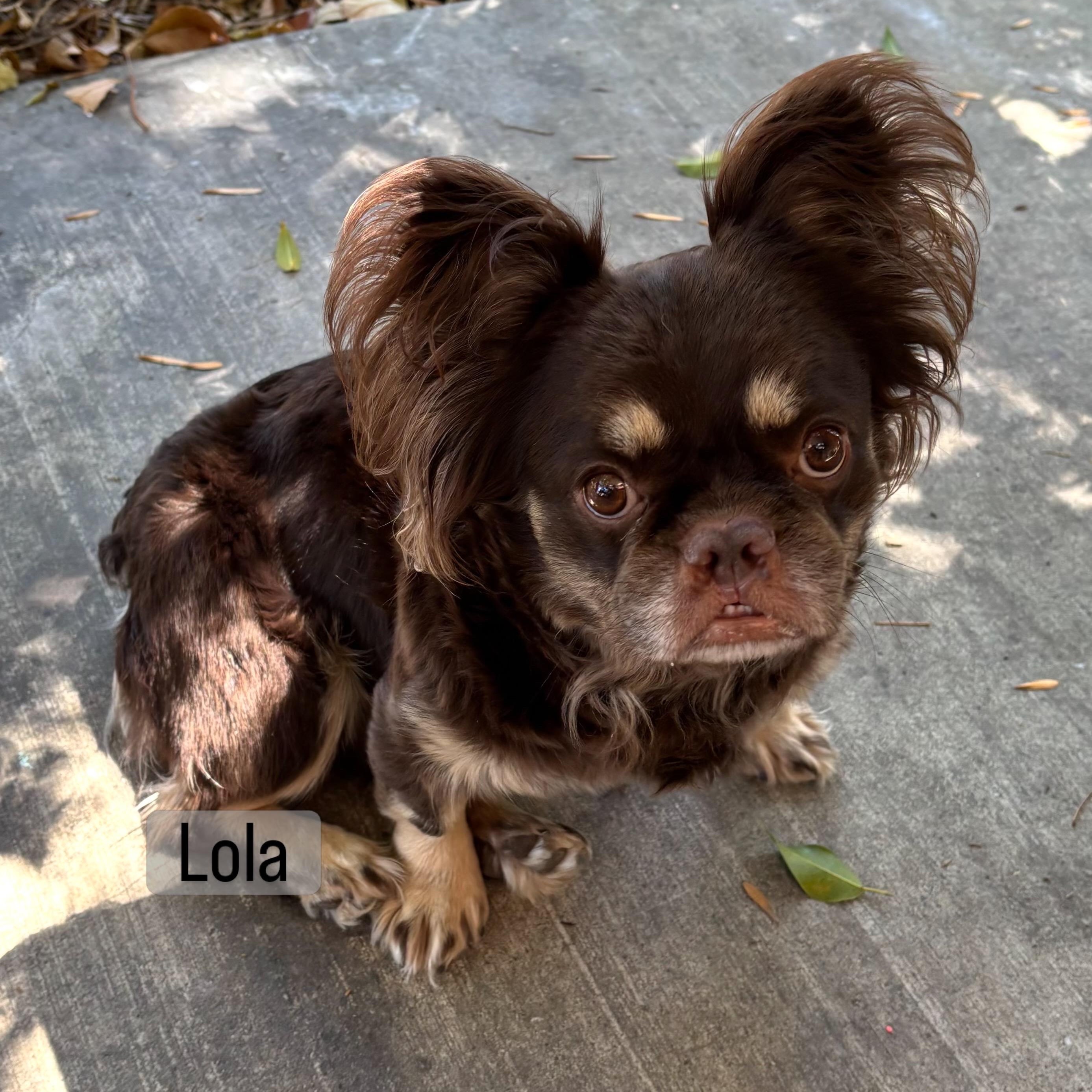 Lola, Adoptable, Young Female French Bulldog.