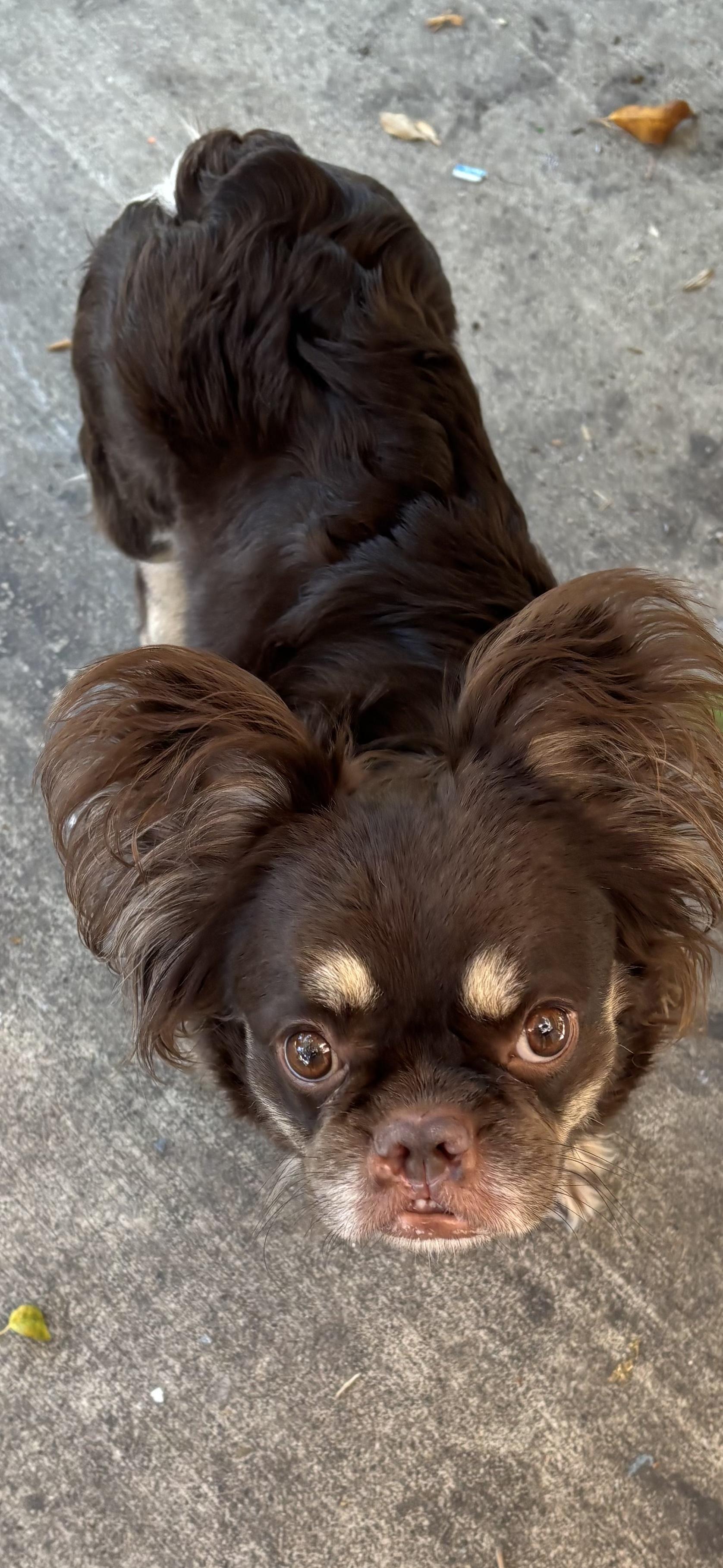Lola, a Adoptable French Bulldog in Rancho Santa Fe, CA image 2/2