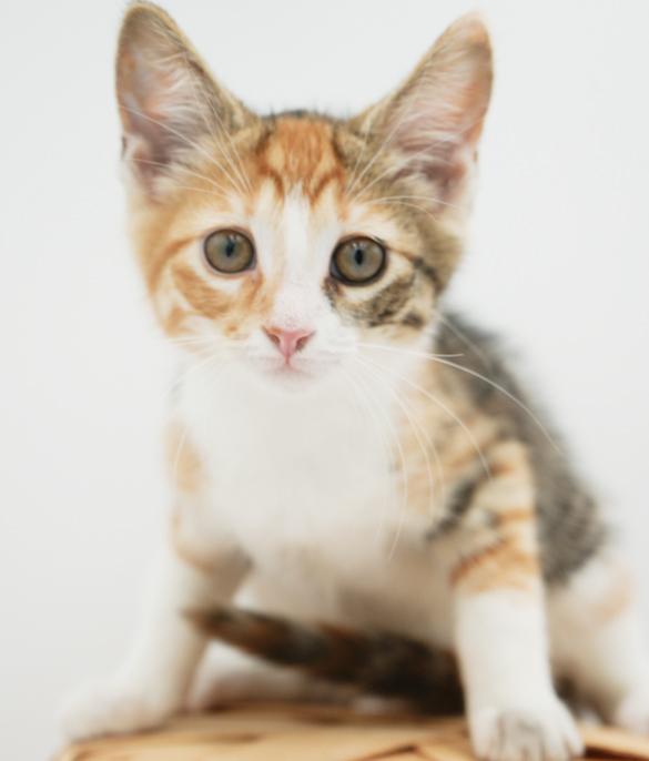 Ruby!  Happiness in a rainbow package! Calico Cat