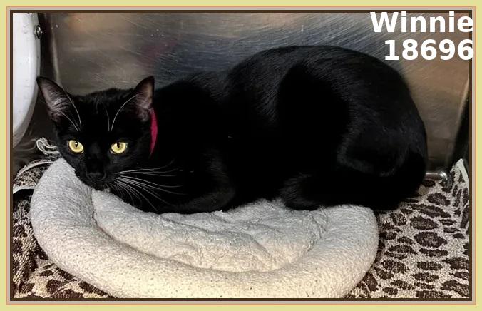 WINNIE (R), an adopted mixed breed in Marietta, GA image 3/4