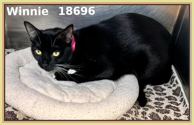 WINNIE (R), an adopted mixed breed in Marietta, GA image 4/4