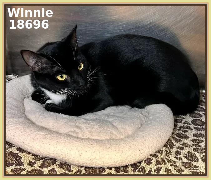 WINNIE (R), an adopted mixed breed in Marietta, GA image 2/4
