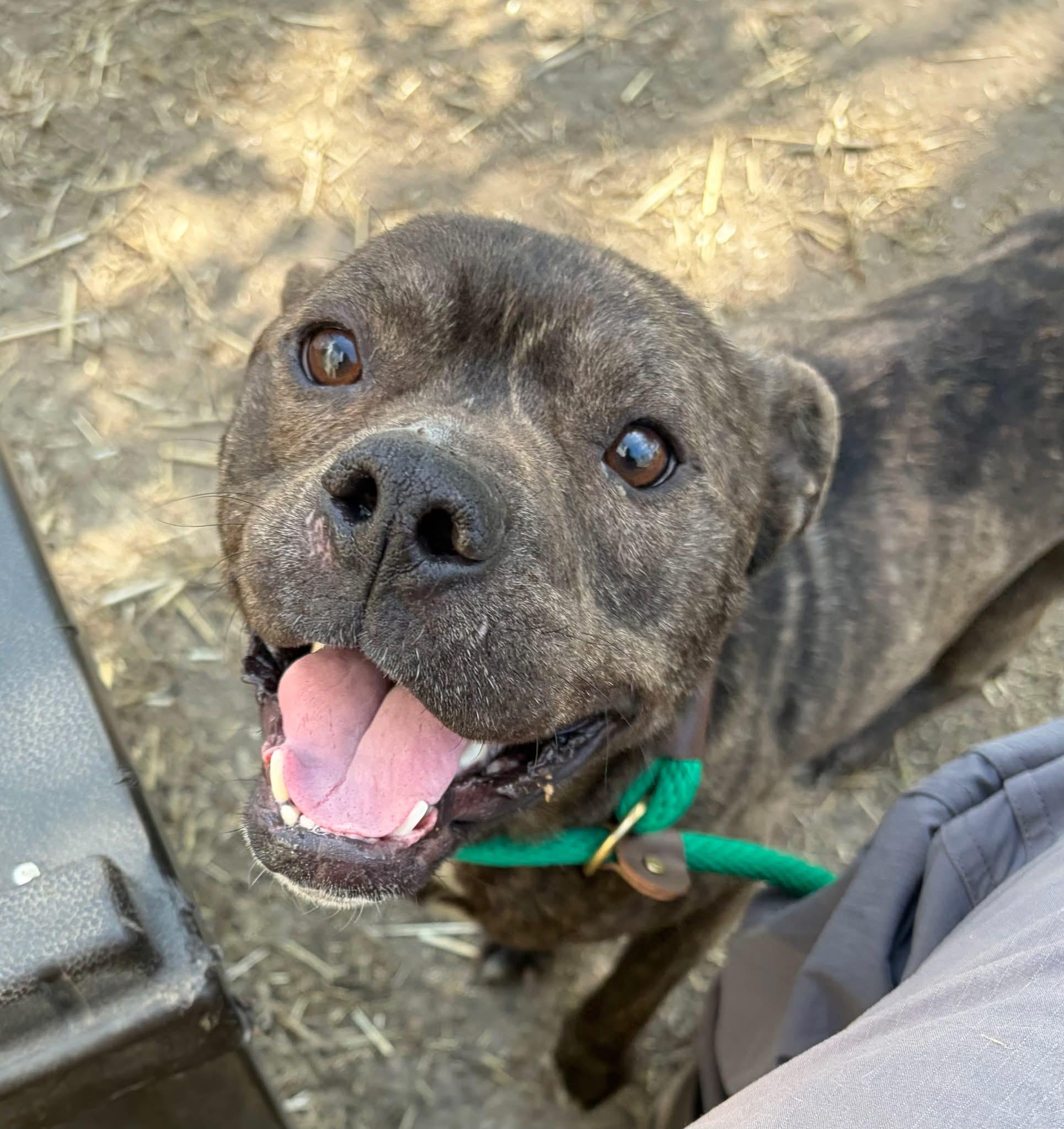 Enlarge Falafel, a ADOPTABLE Pit Bull Terrier in Chicago, IL image 4/5