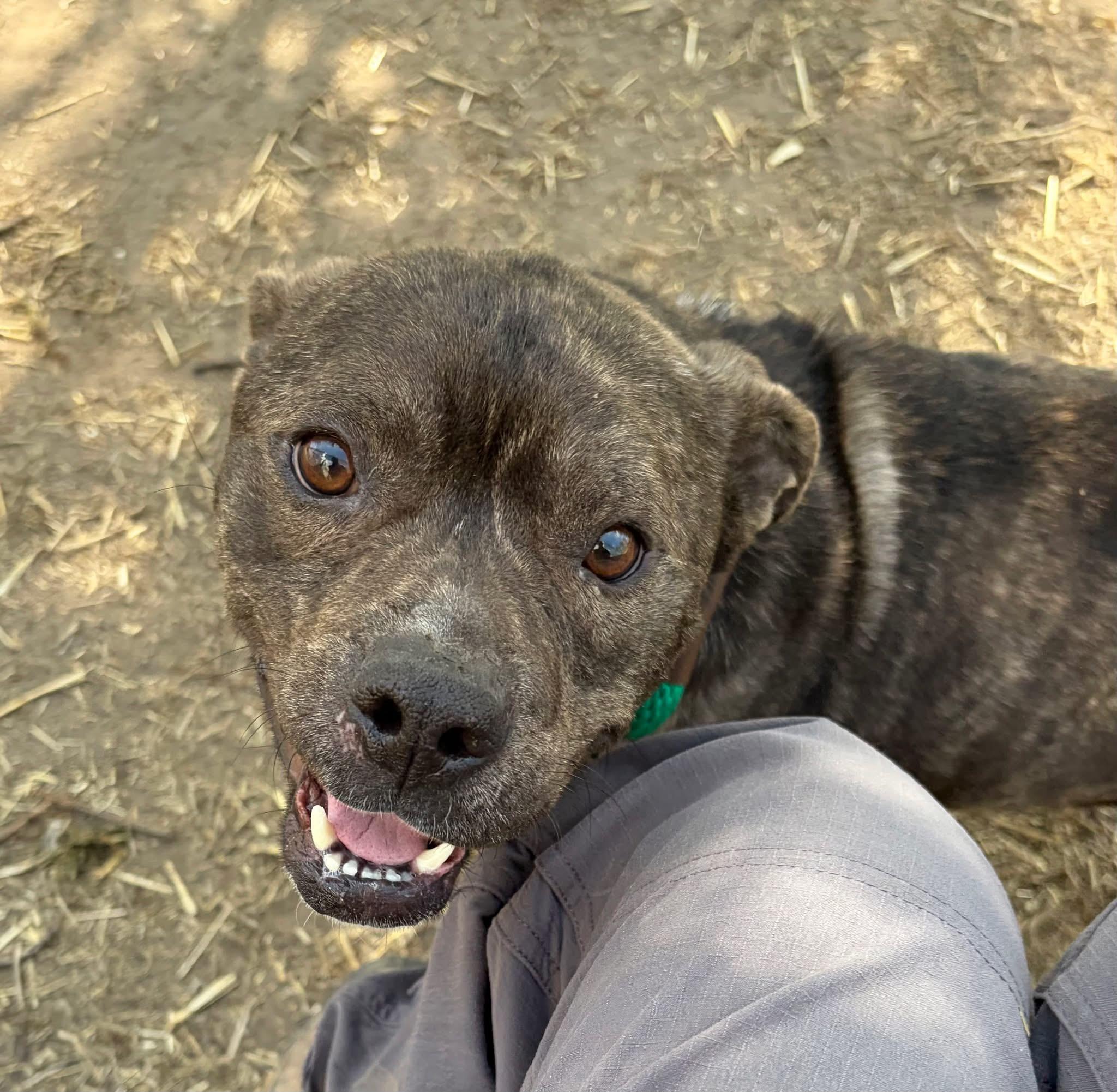 Enlarge Falafel, a ADOPTABLE Pit Bull Terrier in Chicago, IL image 3/5