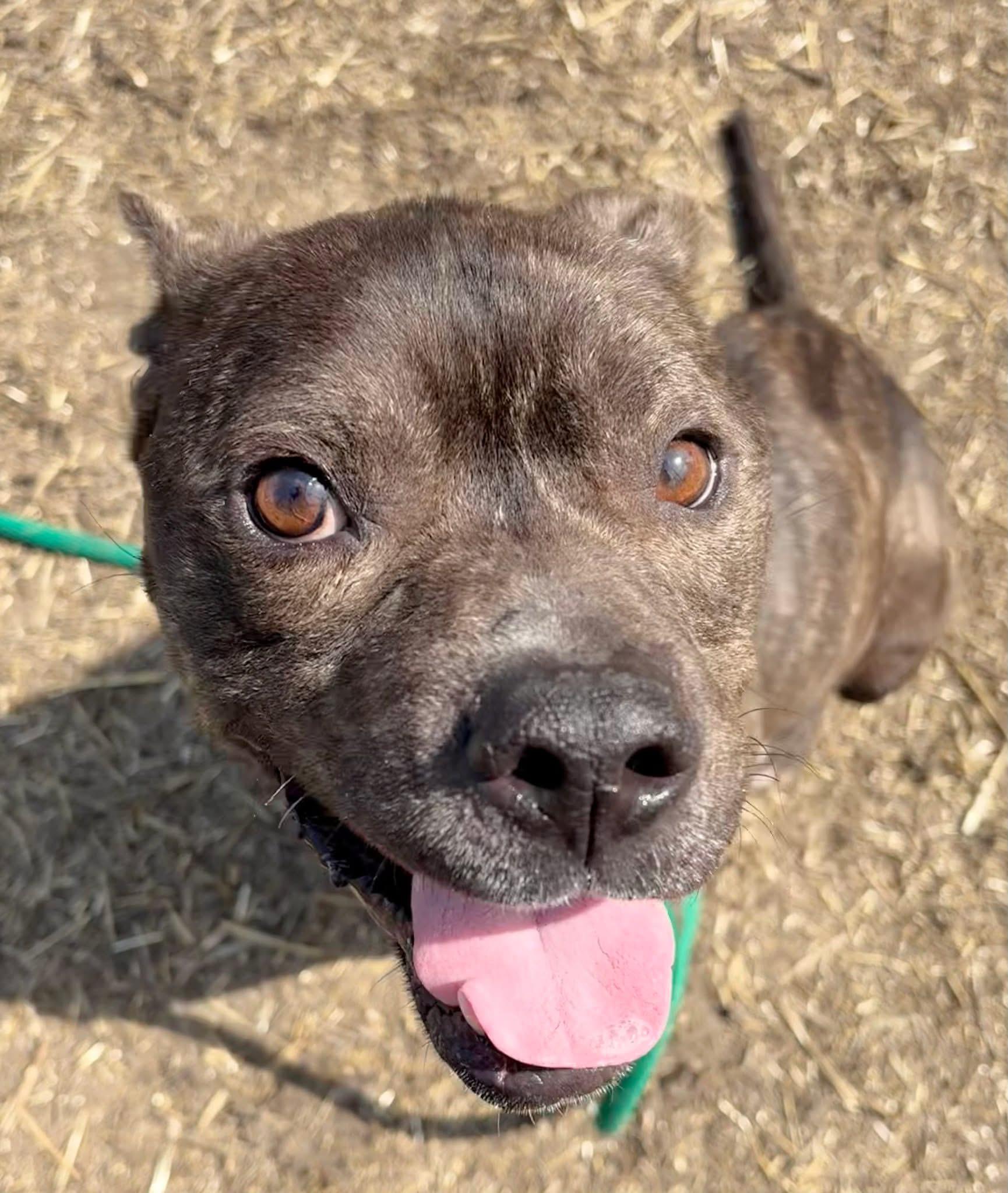 Falafel, ADOPTABLE, Adult Male Pit Bull Terrier.