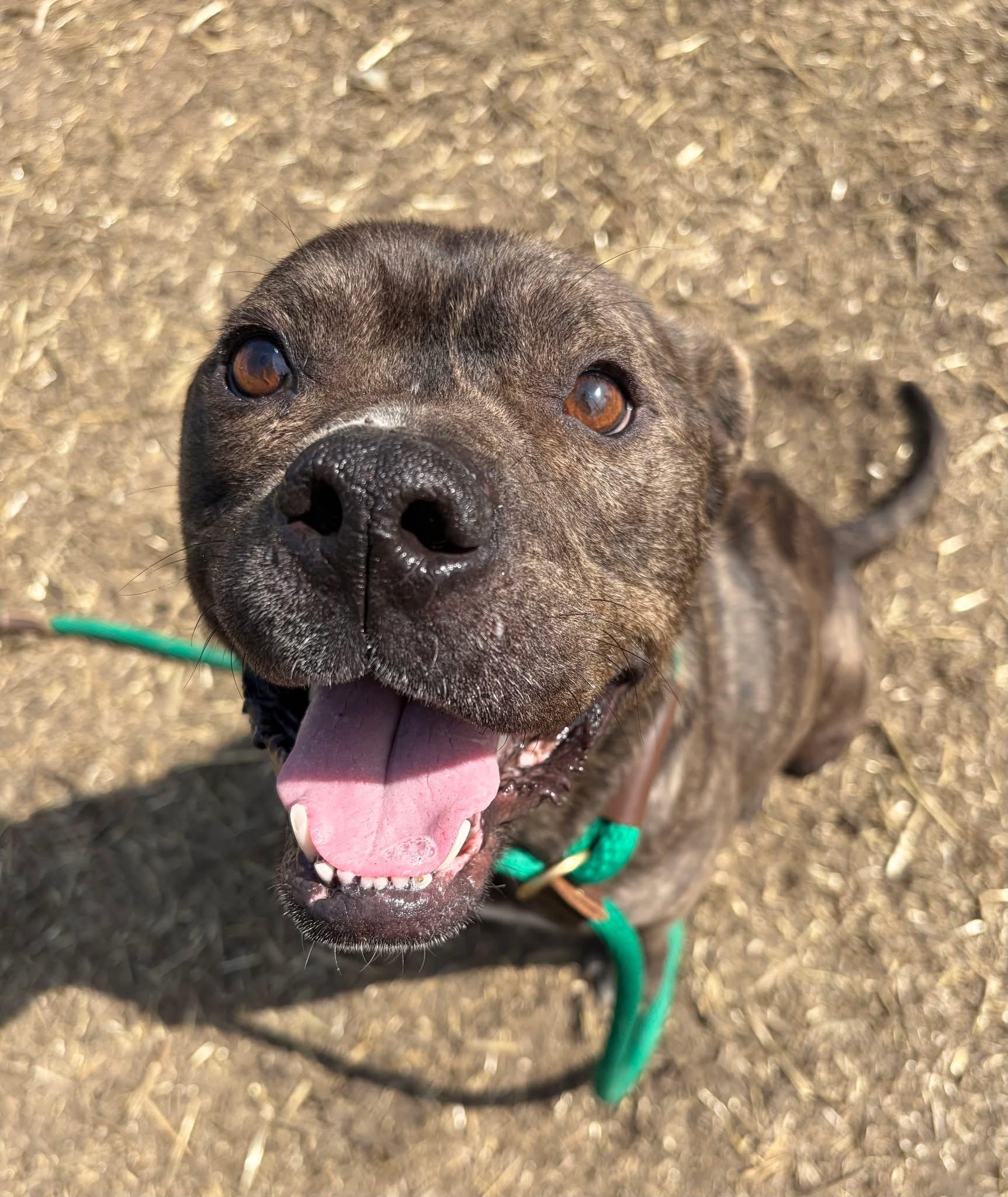 Enlarge Falafel, a ADOPTABLE Pit Bull Terrier in Chicago, IL image 2/5