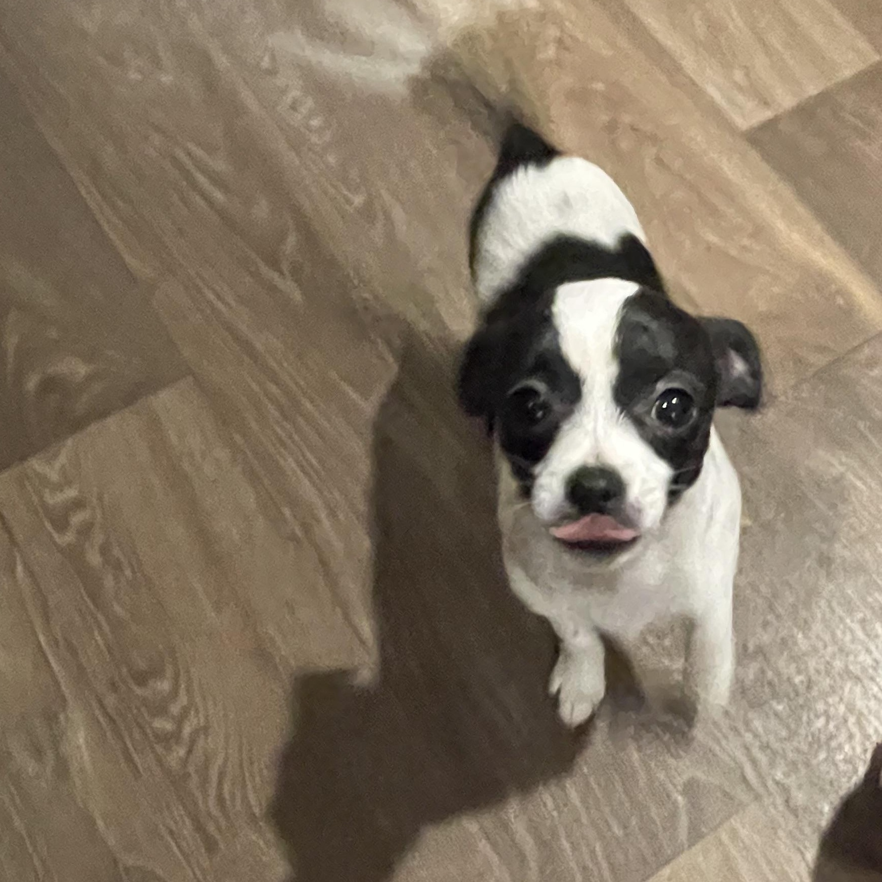 Enlarge Peanut , an adopted mixed breed in Inez, TX image 3/3