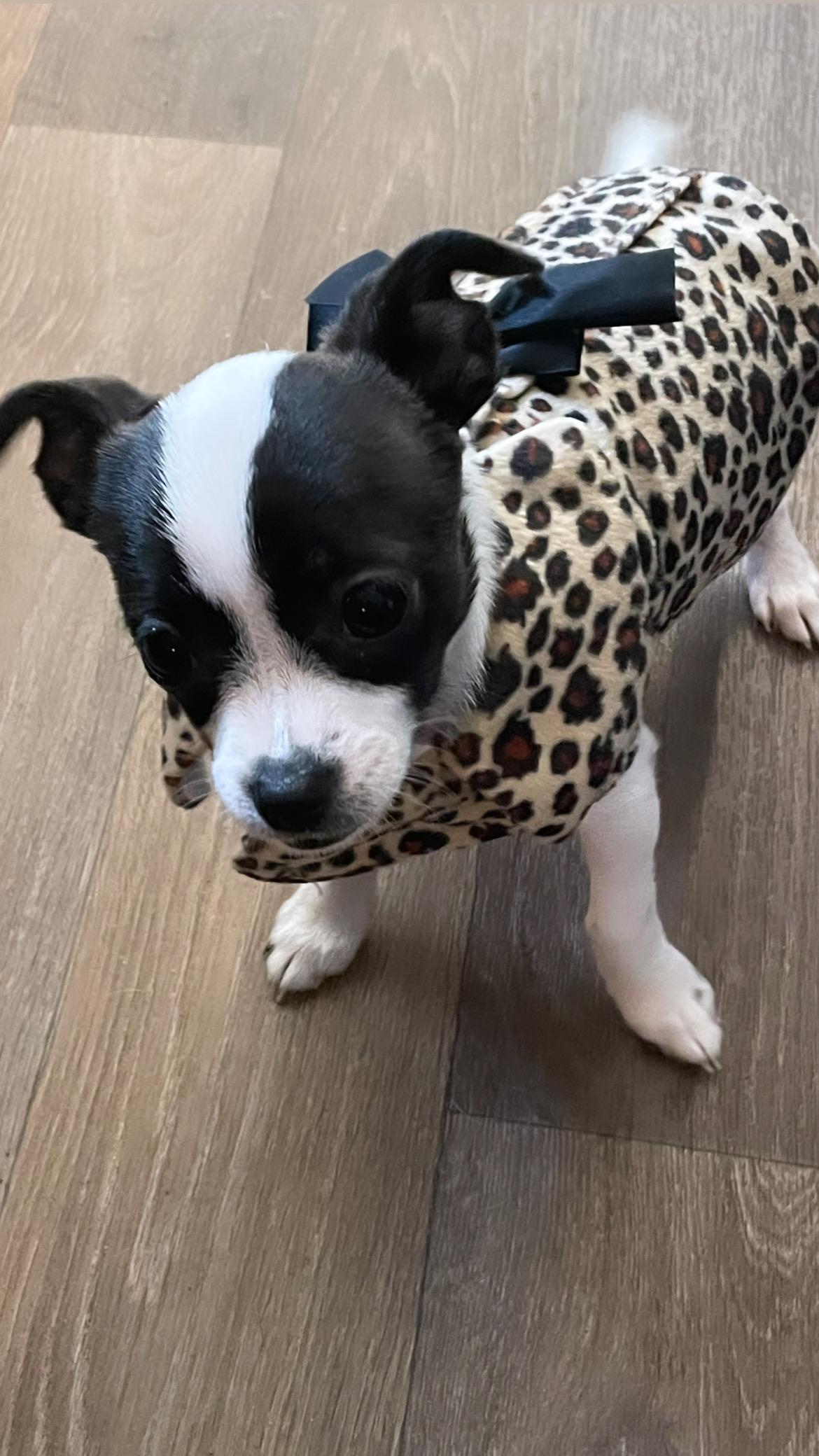 Enlarge Peanut , an adopted mixed breed in Inez, TX image 2/3