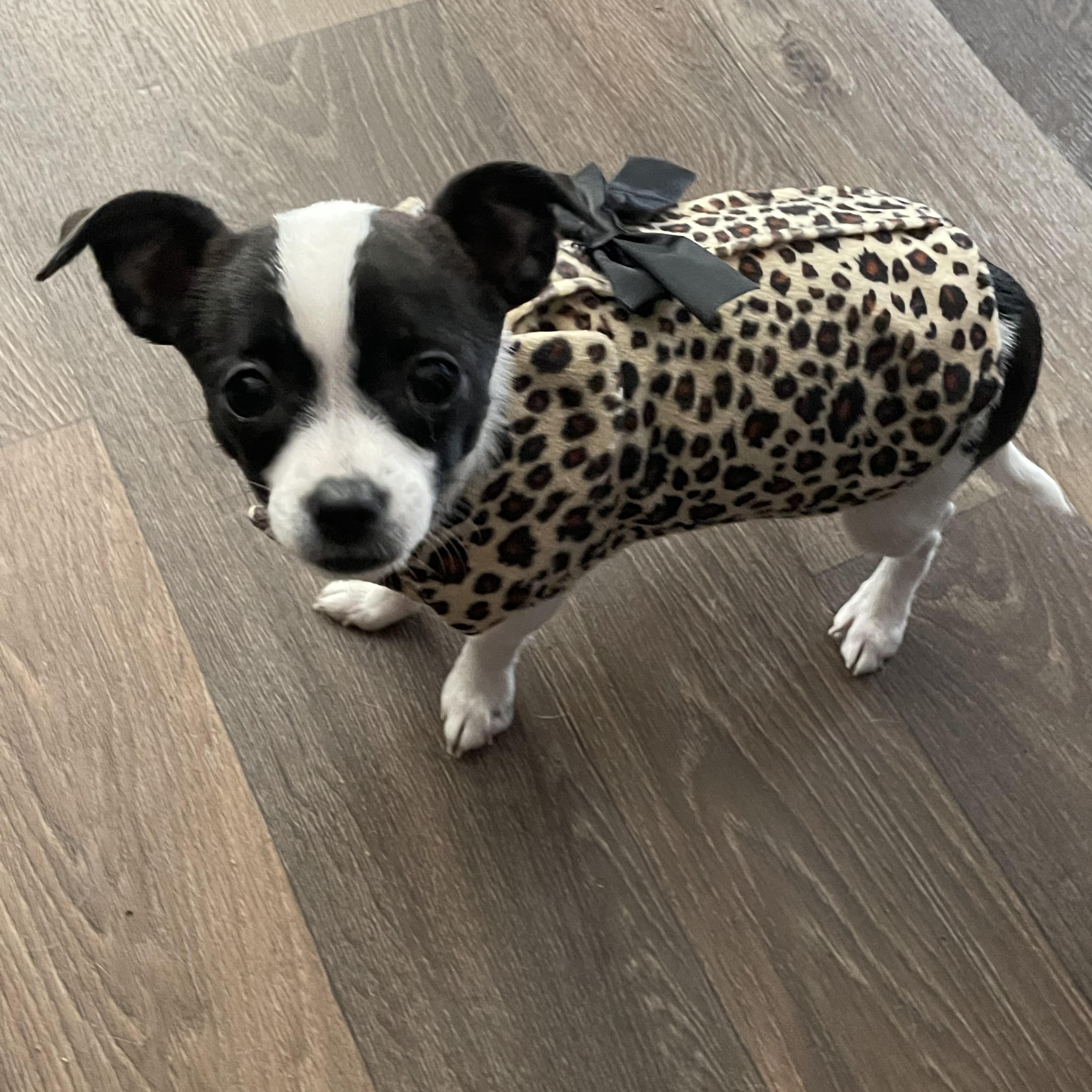 Enlarge Peanut , an adopted mixed breed in Inez, TX image 1/3