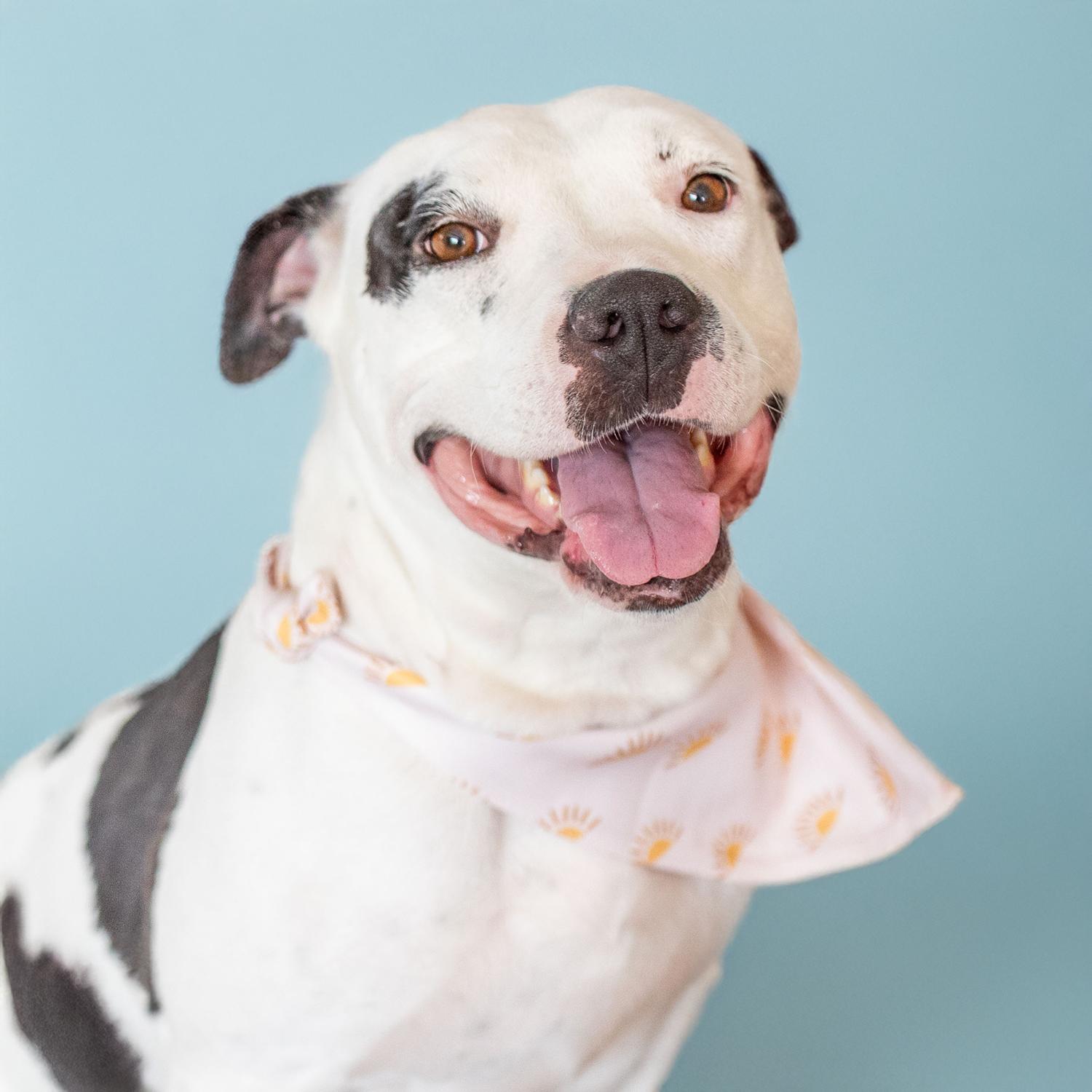 Kayla, Adoptable, Young Female Pit Bull Terrier.