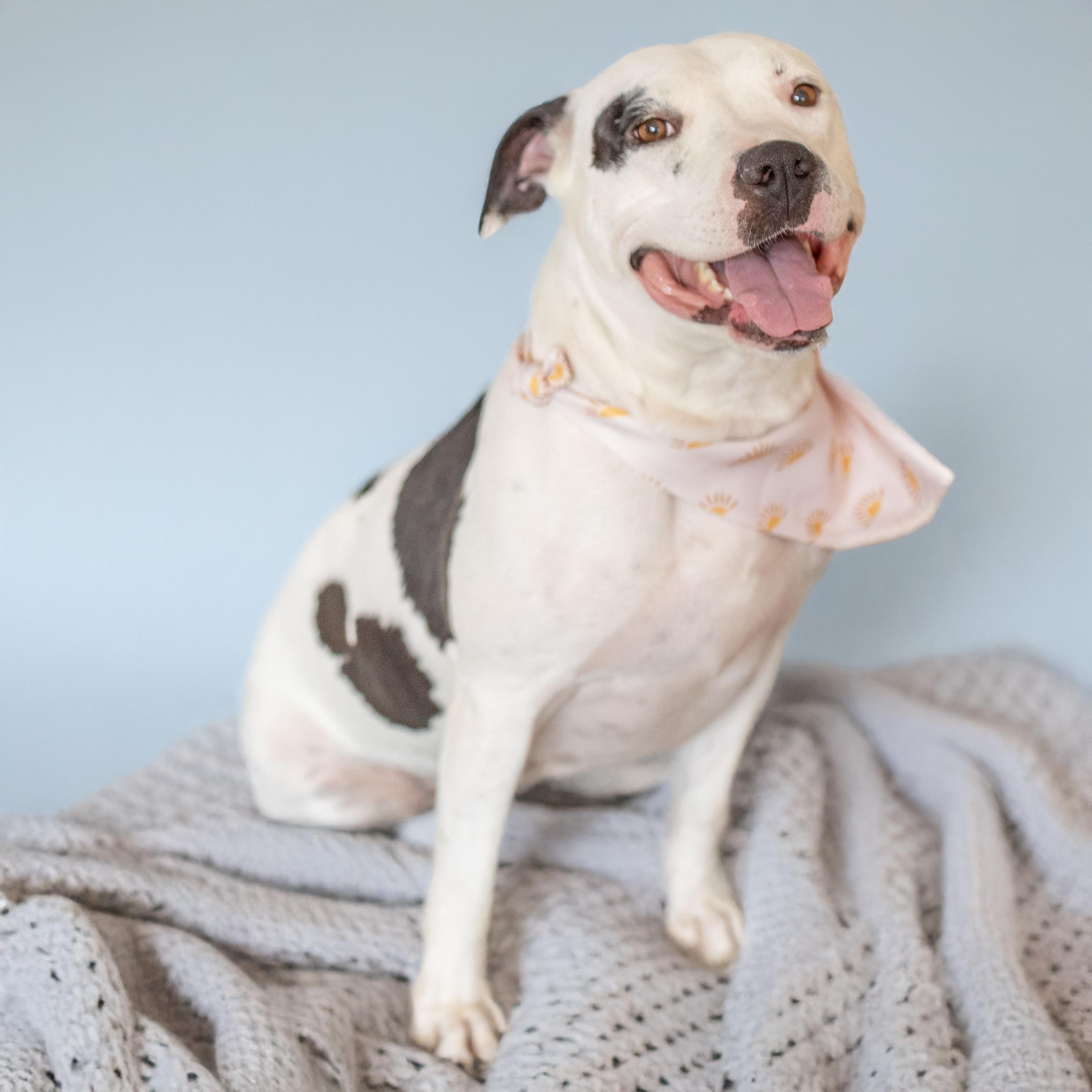 Kayla, a Adoptable Pit Bull Terrier in Scottsdale, AZ image 2/2