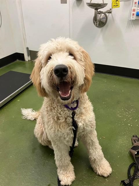 APPA, Adoptable, Young Male Poodle & Labrador Retriever.